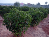 Plantación de Jatropha