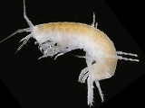 Amphipoda