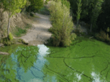 Cianobacterias