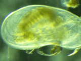 Microcrustáceos