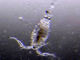 Diacyclops crassicaudis crassicaudis