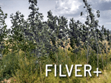 FILVER+