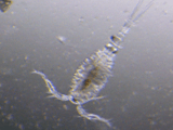 groundwater_2