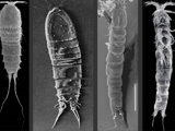 Los acuíferos de Madrid: una reserva de biodiversidad de especies acuáticas de invertebrados