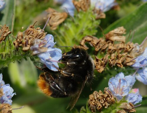 España protege por primera vez especies de abejorros, moscas de las flores y una mariposa en un avance histórico para la conservación de los polinizadores